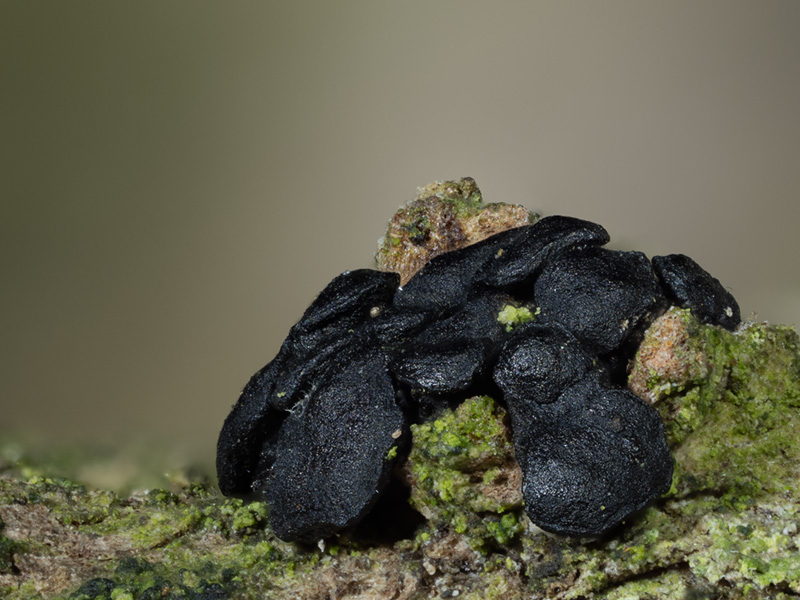 Durandiella gallica